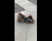 Brown dog downwards dog driveway leash green vest