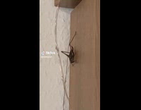 Collab VIBES - Grasshopper on Cabinet at Home Stretches Leg