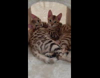 Sibling Bengal cats cuddle in bed