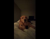 Dog makes noise when told to be quiet