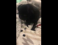 Dog makes mess play on toilet paper