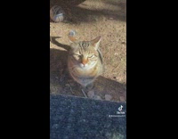 Woman says I love you to her cat and it hisses at her