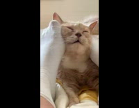 Girl massaging cat face with her feet in white socks 