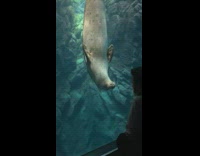 Guy play with seal at the aquarium. 