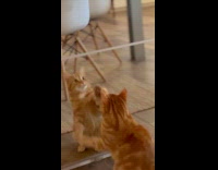 Cat playing with reflection on mirror