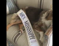Dog wears crown mrs mississippi sash pageant 