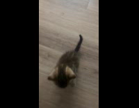 Impatient kitten gets angry at hooman