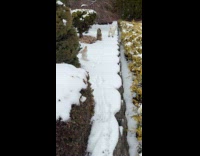 Dog jumps straight into bushes