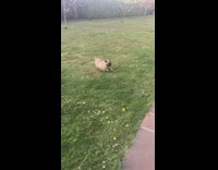 Pug runs around and eats grass backyard 