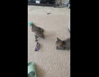 Grey kitten has no other arm 