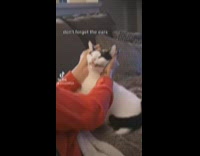 Massaging black and white cat face 