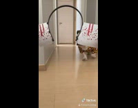 Bulldog wears knife headband costume for halloween