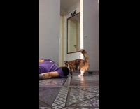 Collab ClipsIG - Cat rubs body lie down with owner