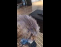 Dog loves eating cheese given by owner