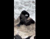 Bird swallow head of another bird during fight