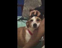 Dog resting head on girls leg with mouse on head