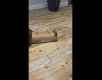 Cat sticks head into long cardboard box