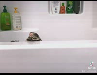 Lizard struggles to crawl out of the bathtub 
