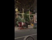 Man Have Himself Netted inside Tree Wrapper