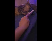 Cat lay on bed gets nail file