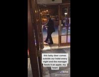 BitchMP - baby deer fed by manager