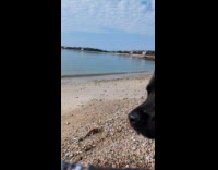 Dog plays fetch with owner on beach