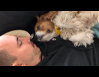 Dog frowning hates getting kiss from man