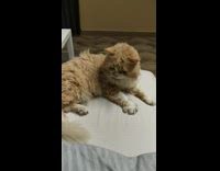 Brown cat swats girls hand away bed 