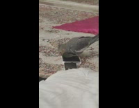 Bird standing on phone bites phone and then walks away