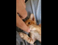 Orange kitten nibbles on finger 