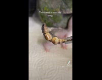 Collab BitchMP - Gecko lizard googly eye filter