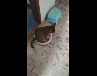 Pet cat rides and sit on the vacuum cleaner on the floor Part 2