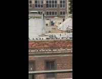 Dozens of pigeons sitting on rooftop