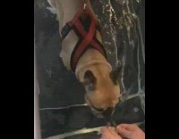 LOUD Brown French Bulldog Walks On Underwater Treadmill
