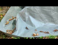 Frog jumps but slides down the tent