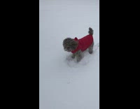 Small dog in red sweater playing in snow running around windy