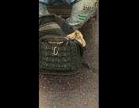 Man has snake inside open backpack on floor on subway train