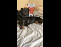 Black dog laying in bed with polar bear snapchat dancing on top of it