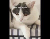 girl sings whole new world to cat