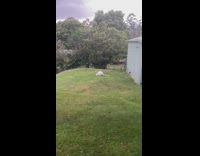 Person film four wallaby and albino in their yard