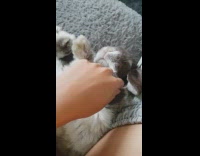 Woman chuckle touch face of pet bunny