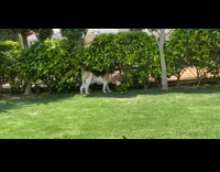 Collab Pets For All - Brown beagle dog rubs body on grass