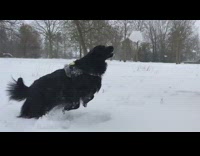 dog catches snowball in mouth slow motion