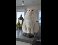 Collab PLC - Fluffy ragdoll white cat sit on kitchen table