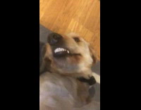 Dog smiles when he gest belly rubs 