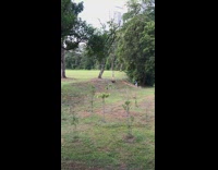 Girl rolls down grass hill park 