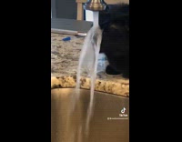 Collab BitchMP - Cat drinking water from sink poured all over head