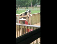 Black white dog climbs wooden fence and opens it