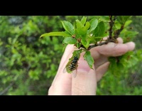 Wasp Rest on Leaf then Flies Away