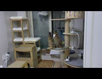 2 cats sit on cat tower 